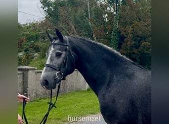 Connemara, Gelding, 5 years, 15,1 hh, Grey