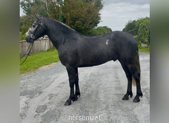 Connemara, Gelding, 5 years, 15,1 hh, Grey