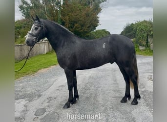 Connemara, Gelding, 5 years, 15,1 hh, Grey