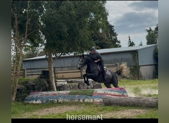 Connemara, Gelding, 5 years, 15,1 hh, Grey