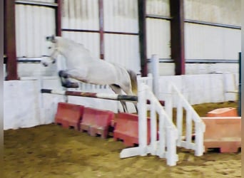 Connemara, Gelding, 5 years, 15,1 hh