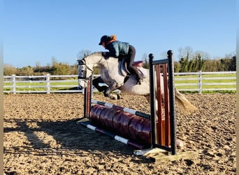Connemara, Gelding, 5 years, 15,2 hh, Grey-Dapple