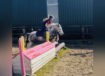 Connemara, Gelding, 6 years, 12.2 hh, Grey-Blue-Tan