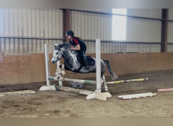 Connemara, Gelding, 6 years, 12.2 hh, Grey-Blue-Tan