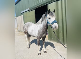 Connemara, Gelding, 6 years, 12.2 hh, Grey-Blue-Tan