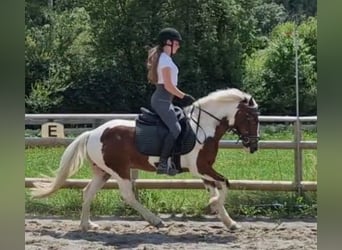 Connemara, Gelding, 6 years, 13,1 hh, Pinto