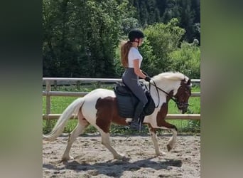 Connemara, Gelding, 6 years, 13,1 hh, Pinto