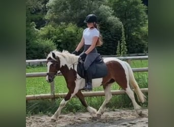 Connemara, Gelding, 6 years, 13,1 hh, Pinto