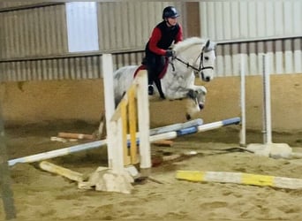 Connemara, Gelding, 6 years, 13,2 hh