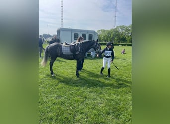 Connemara, Gelding, 6 years, 13,3 hh, Grey