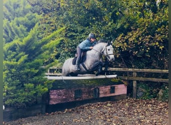 Connemara, Gelding, 6 years, 14.1 hh, Grey-Dapple