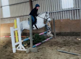 Connemara, Gelding, 6 years, 14.1 hh, Grey