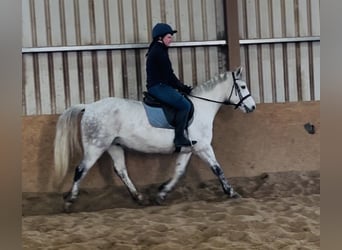 Connemara, Gelding, 6 years, 14.1 hh, Grey