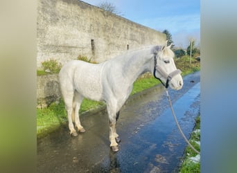 Connemara, Gelding, 6 years, 14,1 hh, White