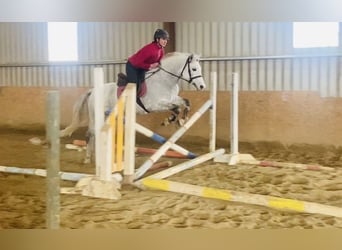 Connemara, Gelding, 6 years, 14,1 hh, White