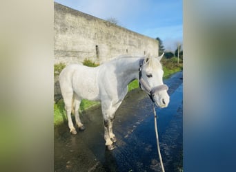 Connemara, Gelding, 6 years, 14,1 hh, White