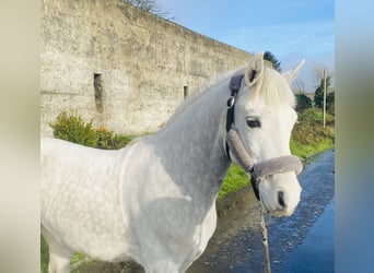 Connemara, Gelding, 6 years, 14,1 hh, White