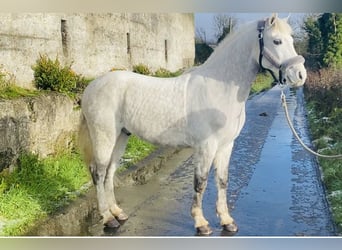 Connemara, Gelding, 6 years, 14,1 hh, White