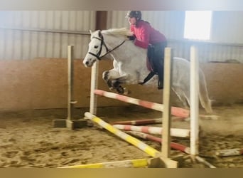 Connemara, Gelding, 6 years, 14,1 hh, White