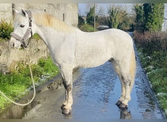 Connemara, Gelding, 6 years, 14,1 hh, White