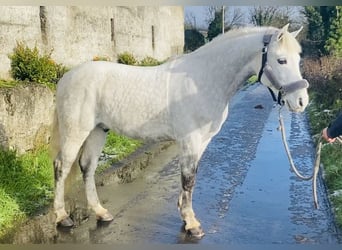 Connemara, Gelding, 6 years, 14,1 hh, White