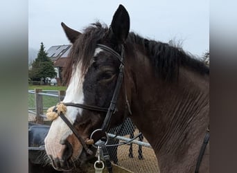 Connemara, Gelding, 6 years, 14,2 hh, Bay-Dark