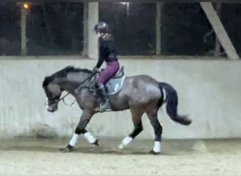 Connemara, Gelding, 6 years, 14,2 hh, Bay-Dark