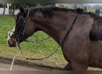 Connemara, Gelding, 6 years, 14,2 hh, Bay-Dark