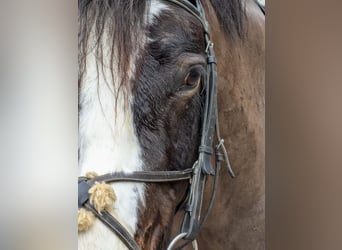 Connemara, Gelding, 6 years, 14,2 hh, Bay-Dark