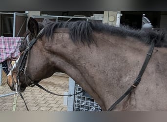 Connemara, Gelding, 6 years, 14,2 hh, Bay-Dark