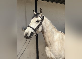 Connemara Mix, Gelding, 6 years, 14.2 hh, Bay