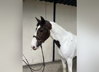 Connemara Mix, Gelding, 6 years, 14.2 hh, Bay
