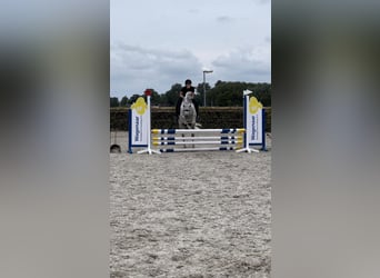 Connemara, Gelding, 6 years, 14,2 hh, Gray