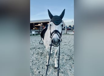 Connemara, Gelding, 6 years, 14,2 hh, Gray