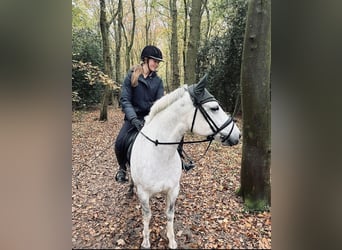 Connemara, Gelding, 6 years, 14,2 hh, Gray