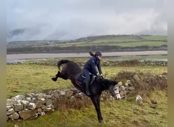 Connemara, Gelding, 6 years, 14.2 hh, Gray