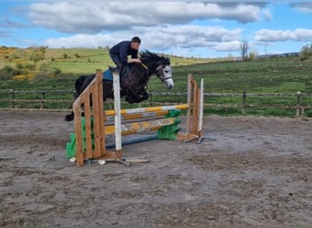 Connemara, Gelding, 6 years, 14.2 hh, Gray