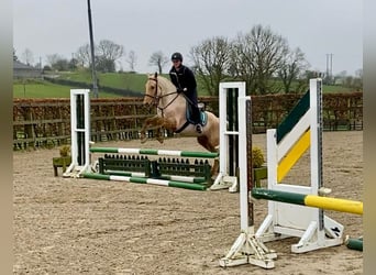 Connemara, Gelding, 6 years, 14,2 hh, Palomino