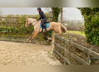 Connemara, Gelding, 6 years, 14,2 hh, Palomino