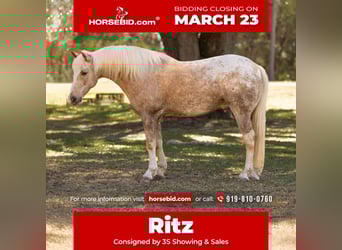 Connemara Mix, Gelding, 6 years, 14.3 hh, Palomino