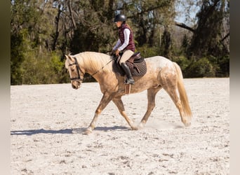 Connemara Mix, Gelding, 6 years, 14.3 hh, Palomino