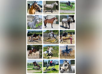 Connemara, Gelding, 6 years, 14,2 hh, Gray