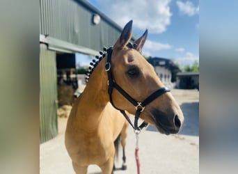 Connemara, Gelding, 6 years, 14,2 hh, Gray
