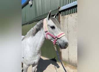 Connemara, Gelding, 6 years, 14,2 hh, Gray
