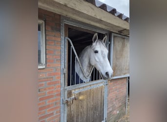 Connemara, Gelding, 6 years, 15.1 hh, Grey