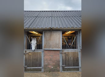 Connemara, Gelding, 6 years, 15.1 hh, Grey