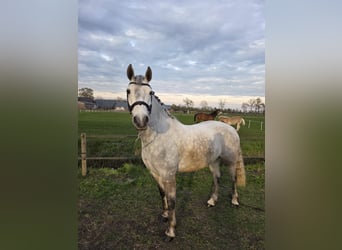 Connemara, Gelding, 6 years, 15.1 hh, Grey