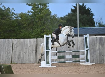 Connemara, Gelding, 6 years, 15 hh, Gray-Dapple