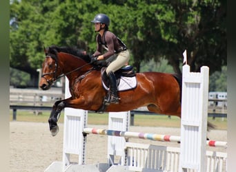 Connemara, Gelding, 6 years, 15 hh