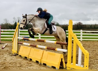 Connemara, Gelding, 6 years, 15,1 hh, Dun